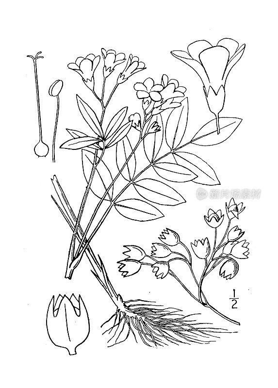 古植物学植物插图:Polemonium reptans，希腊缬草
